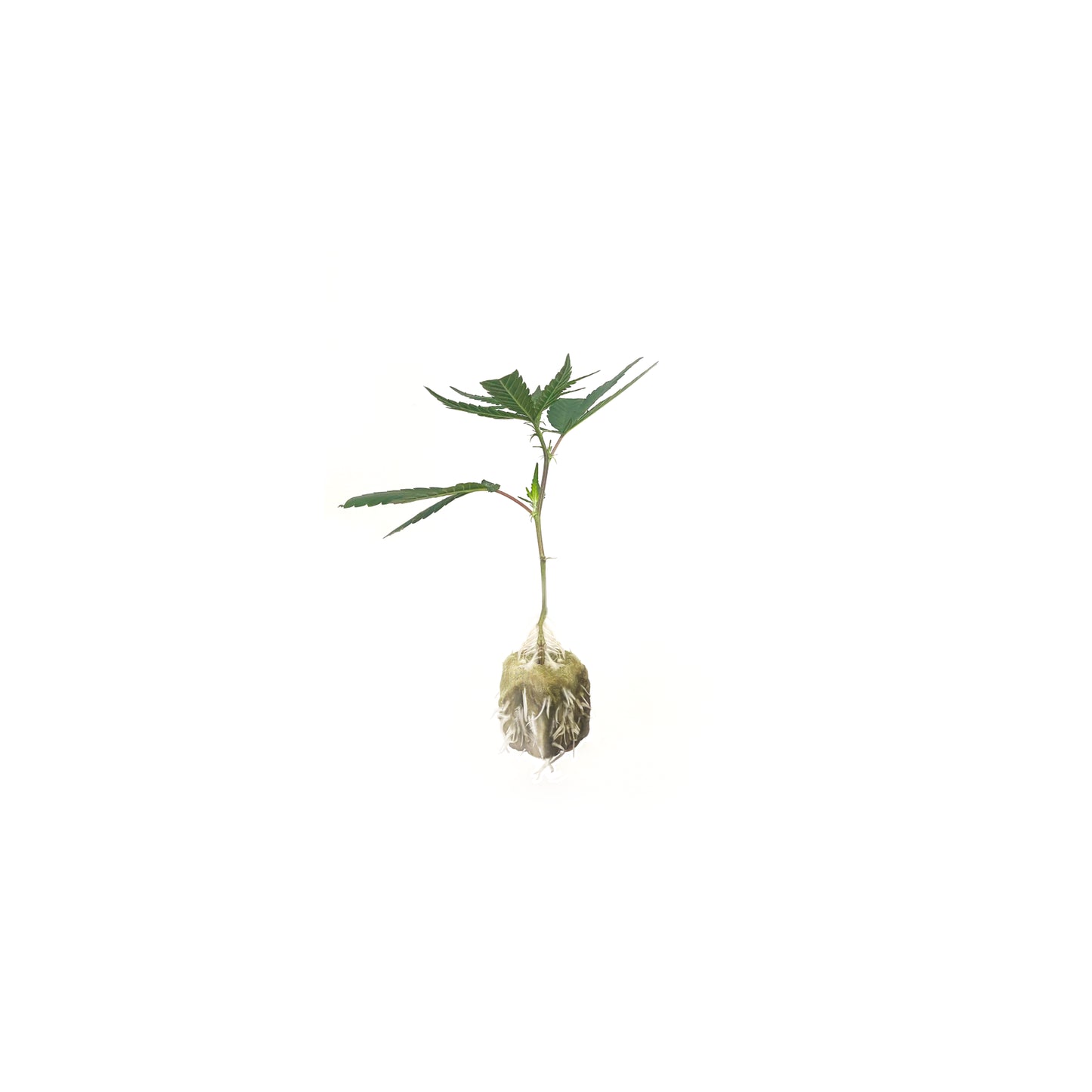 THC-Semling