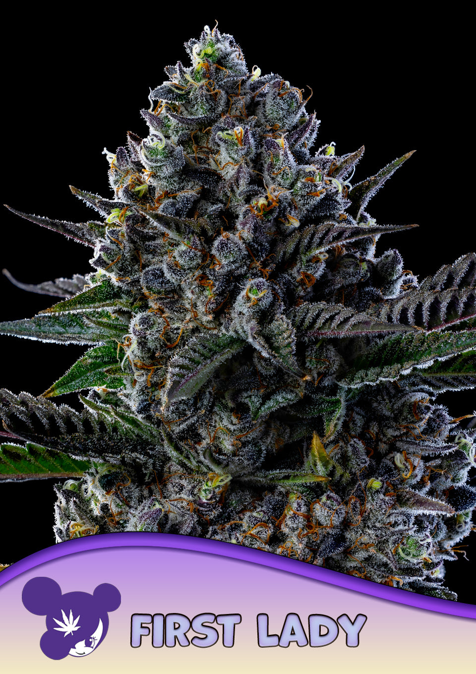 First Lady | Anesia Seeds | 10 STK.