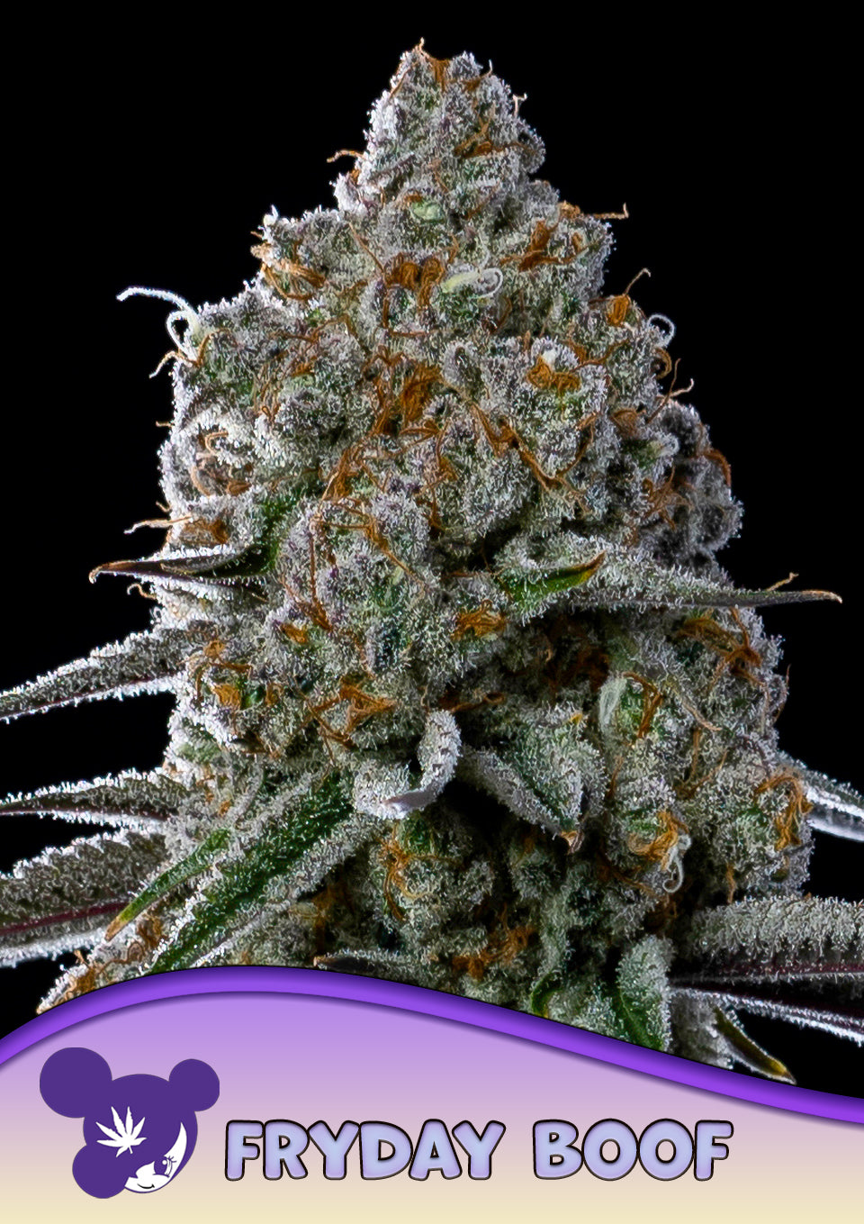 Fryday Boof | Anesia Seeds | 10 STK.