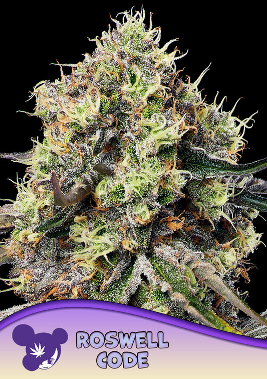 Roswell Code | Anesia Seeds | 10 STK.